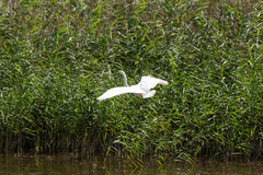 Ardea alba