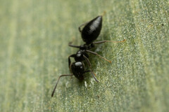 Technomyrmex sophiae