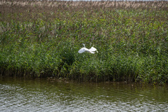 Ardea alba