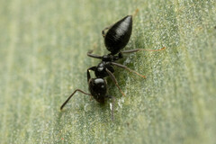 Technomyrmex sophiae