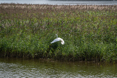 Ardea alba