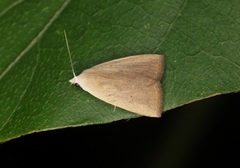 Rivula ochracea