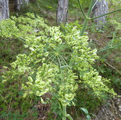 Peucedanum verticillare