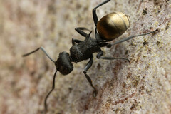 Polyrhachis erato