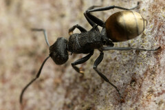Polyrhachis erato