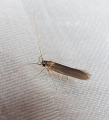 Tegenocharis tenebrans