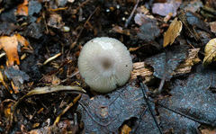 Bolbitius reticulatus