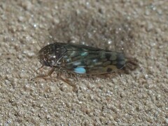 Xestocephalus similis