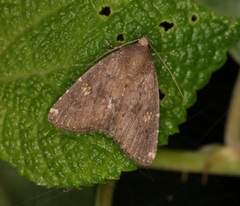 Amyna axis