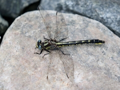 Phanogomphus borealis