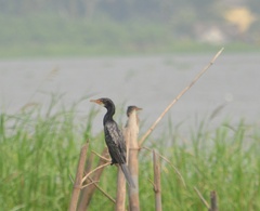 Microcarbo africanus