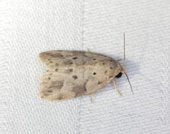 Giaura multipunctata