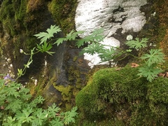 Aconitum noveboracense