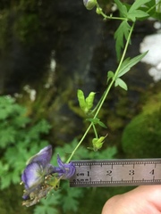 Aconitum noveboracense