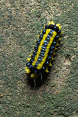 Pidorus