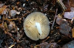 Bolbitius reticulatus