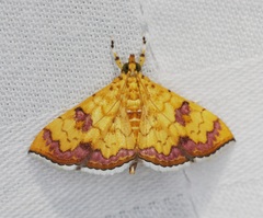 Isocentris filalis