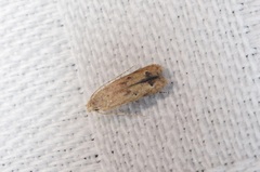 Parametriotinae