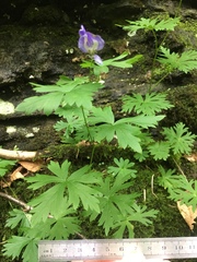 Aconitum noveboracense
