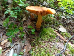 Aureonarius limonius