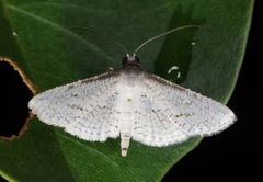 Calindoea anticalis