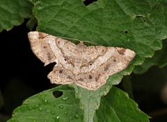 Chiasmia triangulata