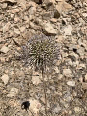 Echinops spinosissimus
