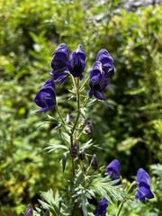 Aconitum fukutomei