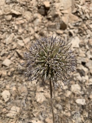 Echinops spinosissimus