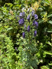 Aconitum fukutomei