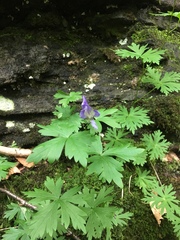 Aconitum noveboracense