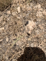 Echinops spinosissimus
