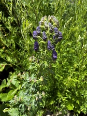 Aconitum fukutomei