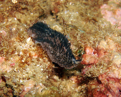 Thysanozoon brocchii