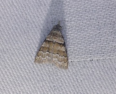 Nola bifascialis