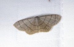 Scopula mecysma