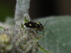 Liocoris tripustulatus