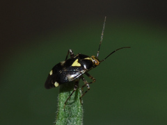 Liocoris tripustulatus