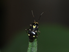 Liocoris tripustulatus
