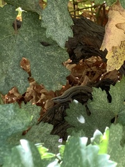 Heremites septemtaeniatus