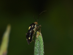 Liocoris tripustulatus