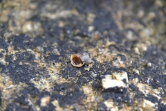 Melarhaphe neritoides