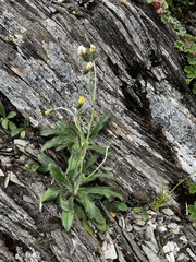Hieracium morii