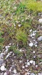 Festuca rupicaprina