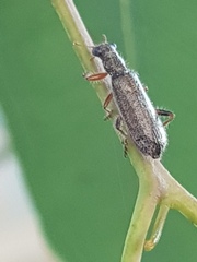 Lemidia subaenea