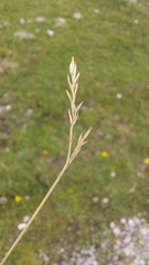 Festuca rupicaprina