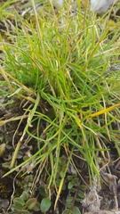 Festuca rupicaprina