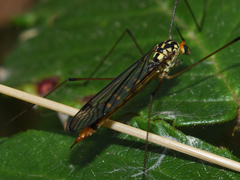Nephrotoma flavipalpis