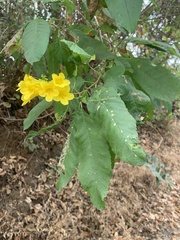 Tecoma castanifolia