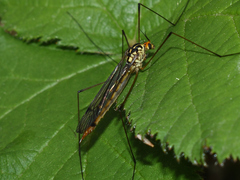 Nephrotoma flavipalpis